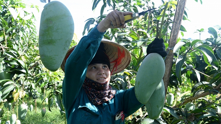Fruits de Son La  partir à l étranger en toute confiance